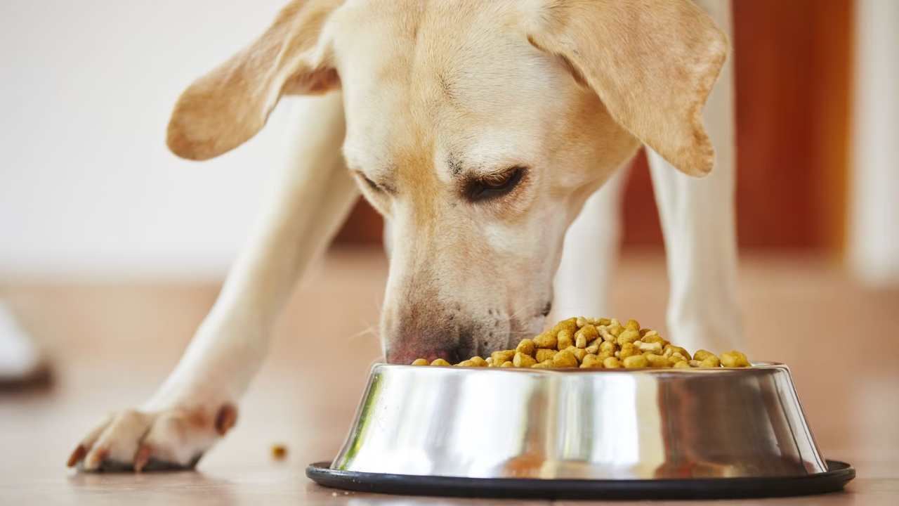 Temps d’alimentation pour chien : à quelle fréquence et combien ?